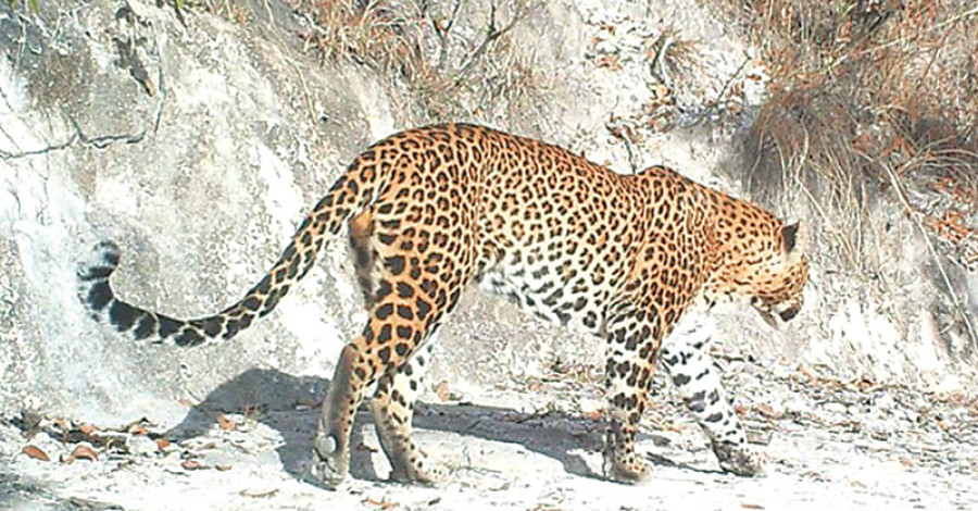 Leopard in Shivapuri National Park