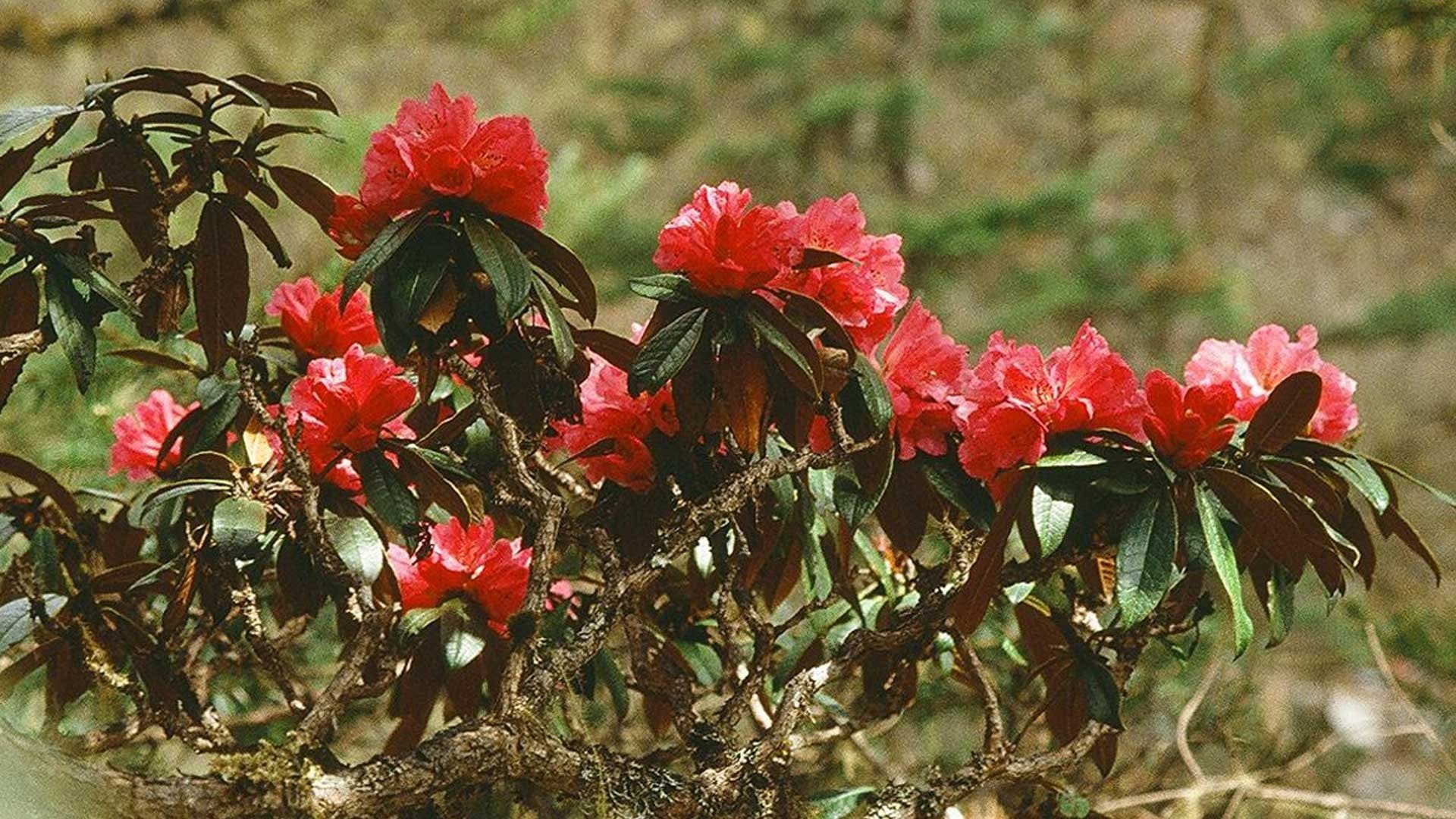 Rhododendron flower on the Hiking Trails