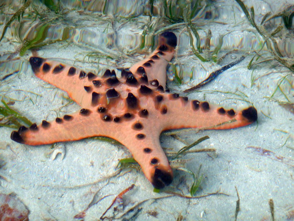 how to get to honda bay - How to Get to Honda Bay Palawan: Travel Tips & Routes Star fish at Starfish Island close to Honda Bay in the Philippines.