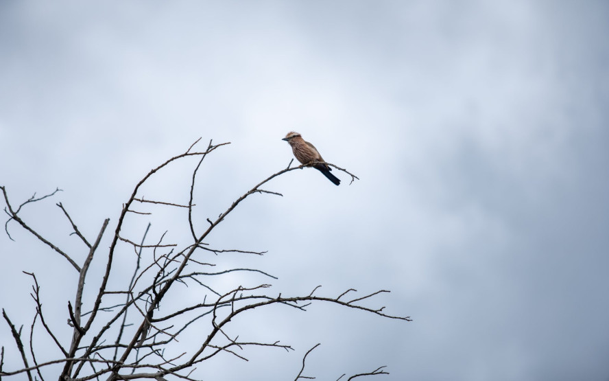 Bird on a tree in the Kidepo Valley National Park, Uganda.