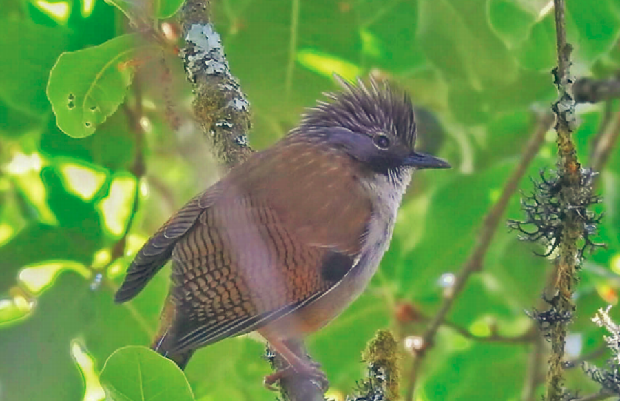Bird Watching in Shivapuri